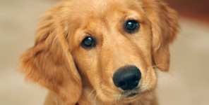 Köpekten Kaçan Melekler!