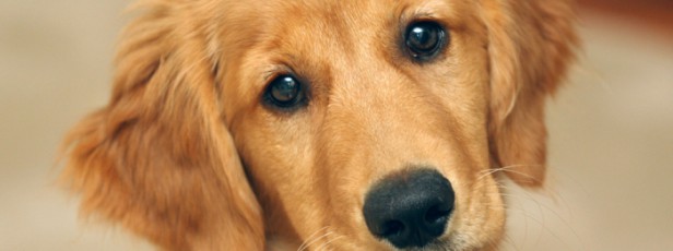 Köpekten Kaçan Melekler!