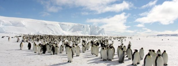 Kuran’da Neden “Kar” ve “Penguen” Geçmiyor?