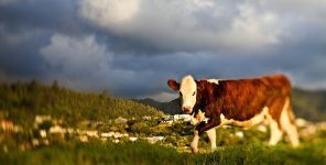 Kuran’a Göre Hayvanseverlik ve Vejetaryenlik
